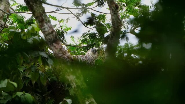 Seen deep in the foliage of the tree facing left and then raises its head to look up, Philippine Eagle Pithecophaga jefferyi, Philippines