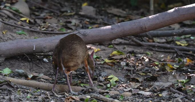 Seen from its back eating then turns its head to the right and goes away to the left, Lesser Mouse-deer Tragulus kanchil, Thailand