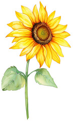Naklejka premium Watercolor illustration with a beautiful sunflower transparent background