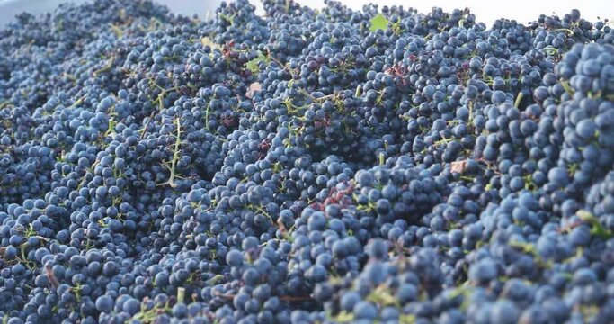 Many red grapes after the grape harvest