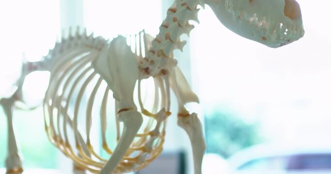 Complete skeleton of a dog on a table