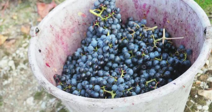 Red grapes after the grape harvest in the bucket