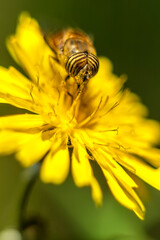 Bee pollinator feasting on a yellow flower