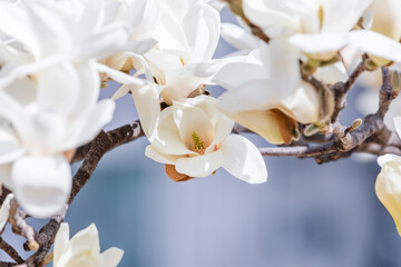 White magnolias are in full bloom. warm sunshine - mokryeon, kobushi magnolia, Magnolia kobus