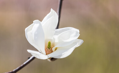 A white magnolia in full bloom. warm sunshine - mokryeon, Yulan magnolia, Magnolia denudata