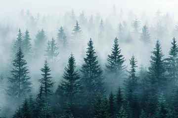 Selbstklebende Fototapeten Enchanting Misty Forest Landscape with Tall Pine Trees on a Foggy Morning © ЮРИЙ ПОЗДНИКОВ