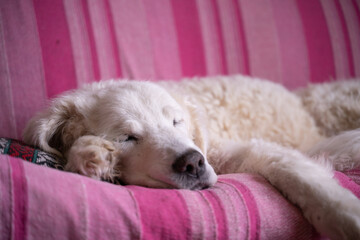 Beautiful mature Kuvasz dog resting on the couch in the living room