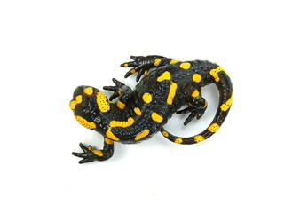 The fire salamander isolated on white background