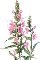 Obedient Plant flower watercolor isolate illustration vector.