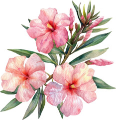Naklejka na ściany i meble Oleander flower watercolor isolate illustration vector.