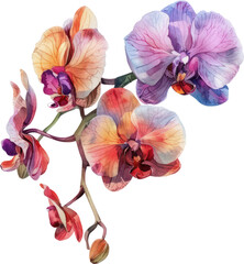  Orchid, flower watercolor isolate illustration vector.