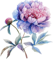 Peony  flower watercolor isolate illustration vector.
