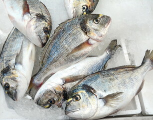 Fresh fish laid out on ice. Close Up of aurata on ice store counter. Fresh sea fish on displayed at supermarket. Sell cold iced seafood in a market. Healthy sea food diet concept. 