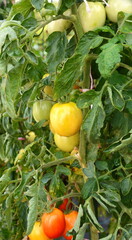 Unripe green tomatoes growing on a branch in the garden. Tomatoes in the garden bed with the green fruits. Green tomatoes on a bush.