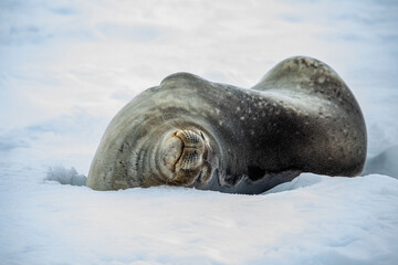 Weddell Seal on ice in Antarctica