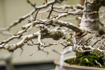 closeup of a bonsai with freshly pruned branches