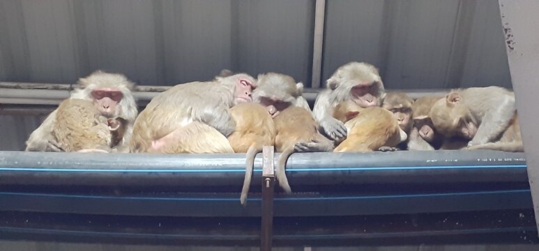 A group of Rhesus Monkey Sleeping Together