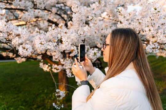 Woman taking pictures with mobile phone of blooming cherry blossoms
