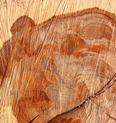 Background texture of natural wood. Close up cross section of tree trunk. old tree stump texture...