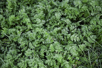 Green hedge background