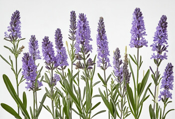Set lavender flowers group isolated on white background colorful background