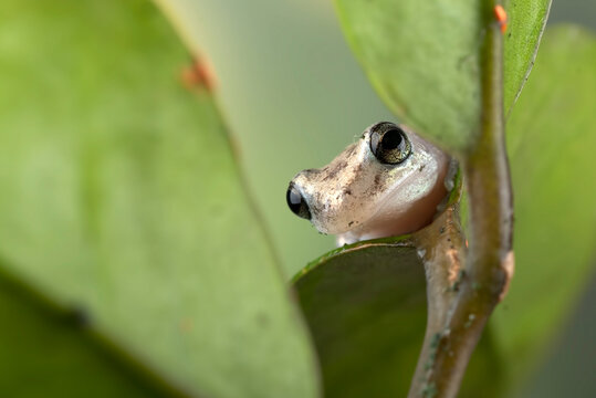 Rainforest reed frog percherd around a tick bush