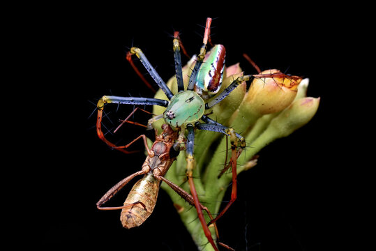 a spider whose prey is a large insect