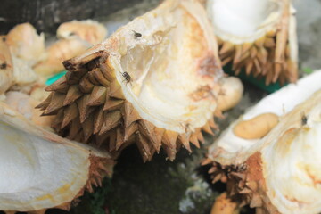 The skin and seeds of the durian on a paving infested with flies

