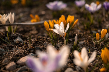 Crocuses