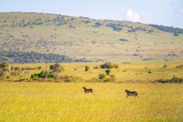 Two cheetahs walk the savanna in the Maasai Mara in Kenya.