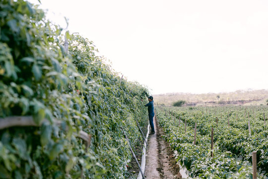 Farmer picking tomatoes on farm in Mexico