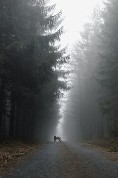German boxer dog in distance in foggy forrest