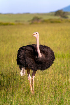 Ostrich standing in the grass in the Maasai Mara in Kenya