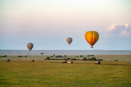 Fototapeta Hot air balloons over safari vehicles in the Maasai Mara in Kenya