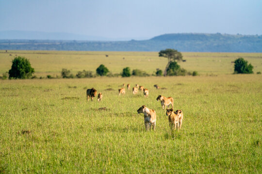 Pride of lions in the savanna in the Maasai Mara in Kenya.