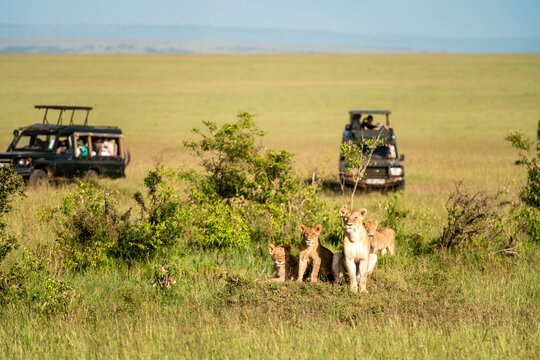Family of lions with safari vehicles in the Maasai Mara in Kenya