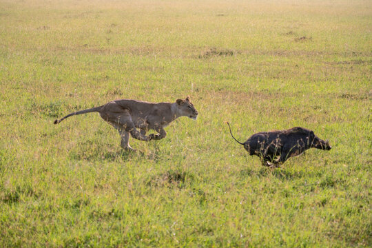 Female lion chasing a warthog in the Maasai Mara in Kenya