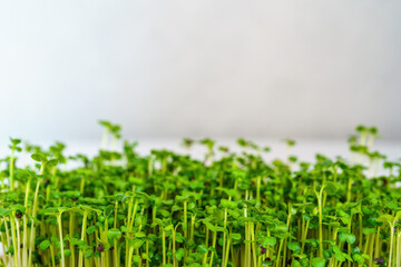 Green broccoli sprouts close-up. Growing micro greens for a healthy diet. Vegan food.
