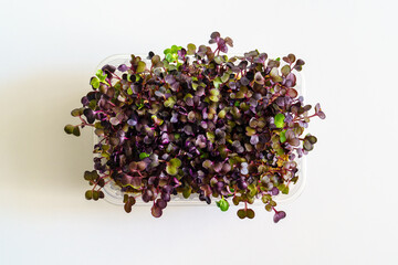 Red radish sprouts in a container on a white tabletop. Growing micro greens for a healthy diet. Vegan food.