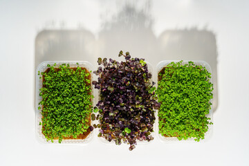 Red radish and green broccoli sprouts in a container on a white tabletop. Growing micro greens for a healthy diet. Vegan food.