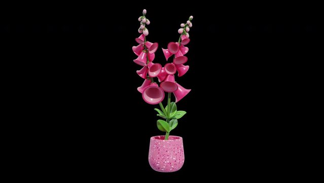 3D Animation of The Charm of Foxglove Flowers | Alpha Channel