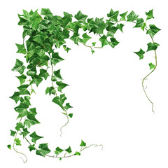 Vine plant climbing creeper border isolated on transparent background