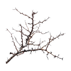 Branches of thorns. Isolated on transparent background.