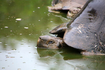 Giant tortoise in a pond at El Chato Tortoise Reserve on Santa Cruz Island, Galapagos Islands, Ecuador