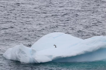 Foto op Canvas ペンギン　南極 © aquafesta