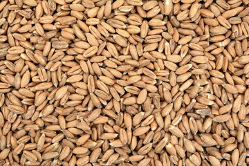 spelt grain as a background