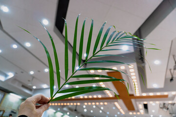 Hand holding palm leaf with cross background in the church on palm sunday