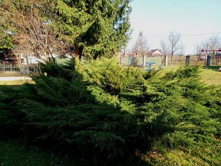 Decorative thuja in the yard. A beautiful bush of green thuja on a grassy lawn. Spring landscape with green plants.