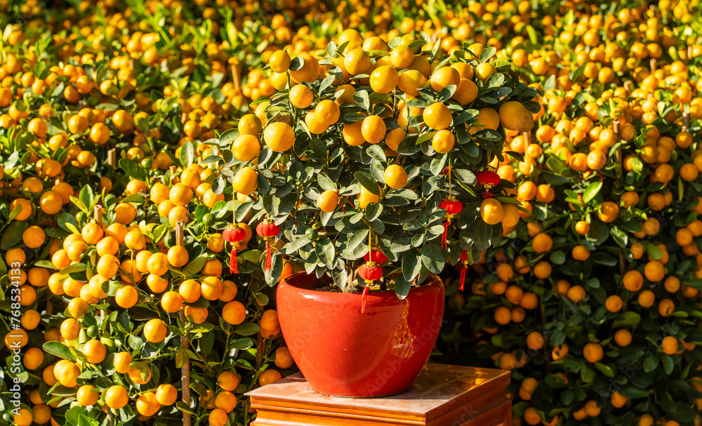 Wall mural tangerines, a symbol of good luck at chinese new year in garden