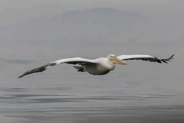 Fototapeta na wymiar Dalmatian Pelican of Kerkini Lake
